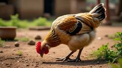 मुर्गी का नाम नर्मदा रखने पर विवाद, MP के हरदा में ब्राह्मण समाज ने जताई नाराजगी