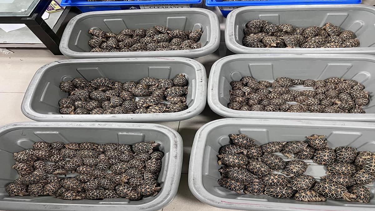 திருச்சி விமான நிலையத்தில் பரபரப்பு! 403 நட்சத்திர ஆமைகளை கடத்தியது யார்? அதிகாரிகள் அதிர்ச்சி!