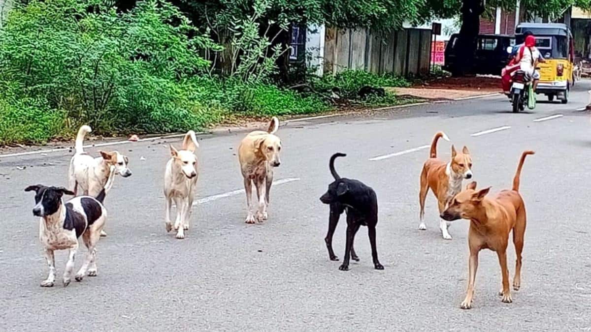 தெரு நாய்கள் கருணைக் கொலைக்கு அரசு அனுமதி! அதிர்ச்சி தரும் காரணம்
