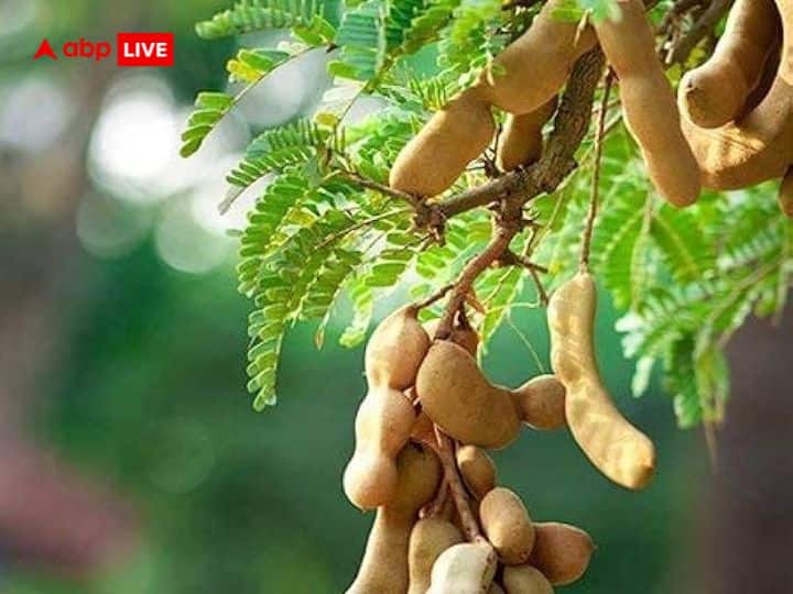 इसके साथ ही घर के मुख्य द्वार के पास इमली, मदार, बेर, आदि का पेड़ भी नहीं होना चाहिए. माना जाता है कि, घर के पास इमली का पेड़ होने से नकारात्मक ऊर्जा आकर्षित होती हैं. वास्तु अनुसार, मदार का पौधा भी घर के सामने होना अशुभ माना जाता है.