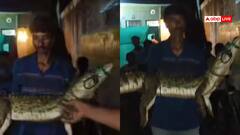 Watch: रिहायशी इलाके में घुसा मगरमच्छ, लोगों ने गोद में उठाया, घटना का वीडियो वायरल