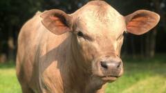 શું ગાયને માંસ ખવડાવવાથી વધુ દૂધ આપે છે? જાણો અમેરિકામાં શા માટે અપાય છે આવા વિચિત્ર પશુ આહાર!