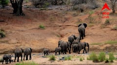 জনশতাব্দী এক্সপ্রেসের ধাক্কায় হাতির মৃত্যু ঝাড়গ্রামে, কার গাফিলতি? প্রতিবাদে সরব স্থানীয়রা