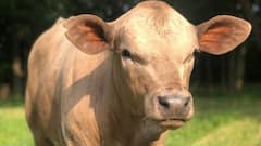 क्या मांस खिलाने से ज्यादा दूध देती हैं गाय? जानें अमेरिका में ऐसा क्यों किया जाता है