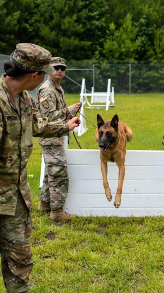 रिटायरमेंट के बाद कहां जाते हैं आर्मी के कुत्ते?