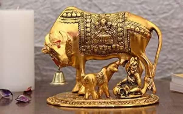 Kamdhenu Cow Vastu Tips: વાસ્તુ શાસ્ત્ર અનુસાર, કામધેનુ (સુરભિ) ગાય અને તેના વાછરડા (નંદિની) ની મૂર્તિ ઘરમાં રાખવી શુભ છે. કામધેનુની મૂર્તિ ઇચ્છાઓ પૂર્ણ કરે છે અને ઘરમાં સુખ અને સમૃદ્ધિ લાવે છે. કામધેનુ ગાયને સુરભિ અથવા કામદુઘા પણ કહેવામાં આવે છે, જેને હિન્દુ ધર્મની દિવ્ય અને પૂજનીય ગાય માનવામાં આવે છે. પૌરાણિક અને ધાર્મિક કથાઓ અનુસાર, કામધેનુ ગાય દેવતાઓ અને રાક્ષસો દ્વારા ક્ષીરસાગરના મંથન દરમિયાન પ્રગટ થઈ હતી, જે ઋષિ વશિષ્ઠને એક દિવ્ય ભેટ તરીકે આપવામાં આવી હતી.