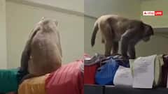 Watch: DM ऑफिस में बंदर ने मचाया आतंक, फाइलों पर चढ़कर बैठा, बाहर भागे कर्मचारी, देखें वीडियो