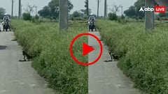 बीच सड़क नेवले से भिड़ गया किंग कोबरा, लोग देखते रहे खौफनाक नजारा- वीडियो वायरल