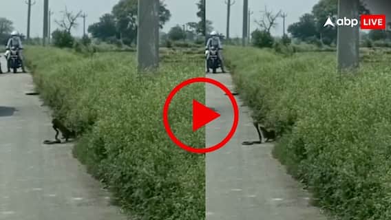 बीच सड़क नेवले से भिड़ गया किंग कोबरा, लोग देखते रहे खौफनाक नजारा- वीडियो वायरल बीच सड़क नेवले से भिड़ गया किंग कोबरा, लोग देखते रहे खौफनाक नजारा- वीडियो वायरल