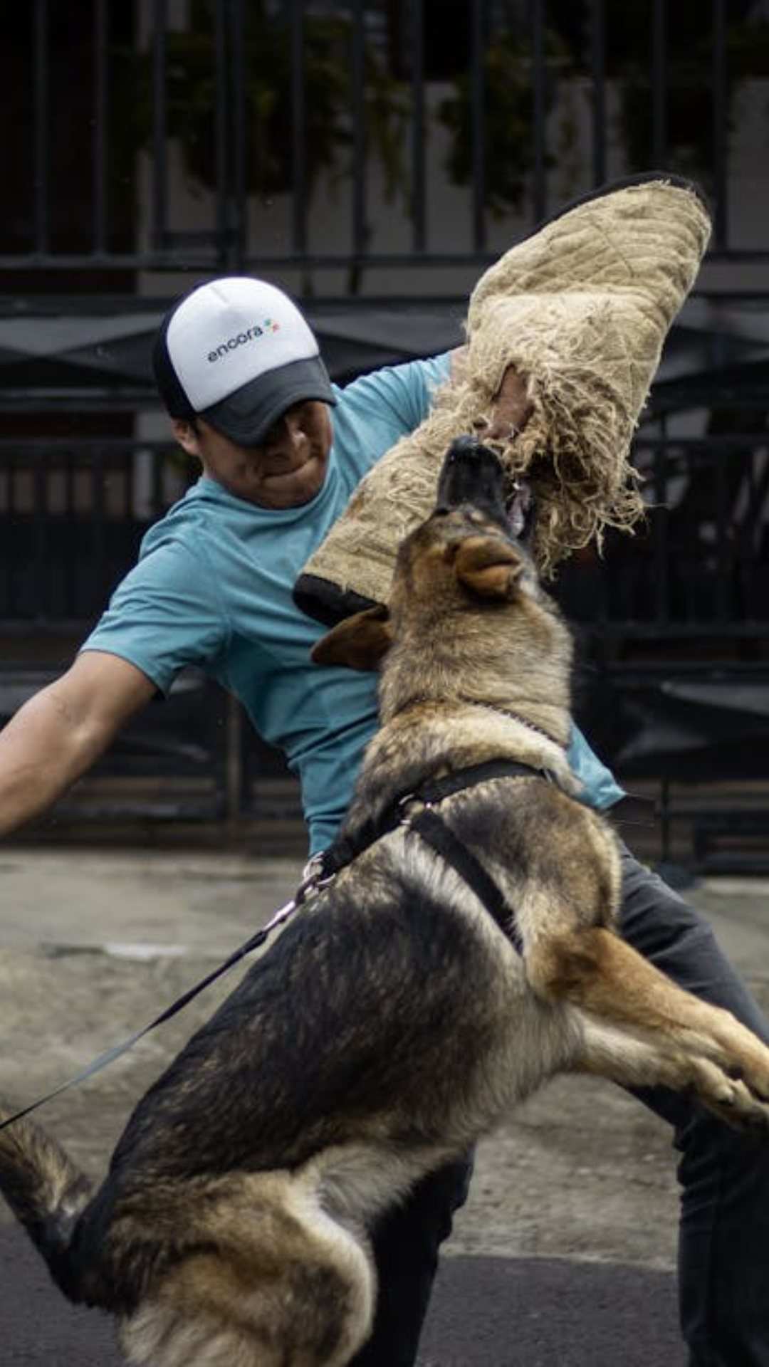 सेना ज्यादातर लैब्राडोर, जर्मन शेफर्ड, बेल्जियन शेफर्ड नस्ल के कुत्तों को रिक्रूट करती है