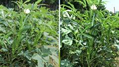 ਸਬਜ਼ੀਆਂ ਪੈਦਾ ਕਰਨ ਵਾਲੇ ਕਿਸਾਨਾਂ ਲਈ ਚੰਗੀ ਖ਼ਬਰ ! ਭਿੰਡੀ ਦੀ ਇਸ ਨਵੀਂ ਕਿਸਮ ਨਾਲ ਹੋਵੇਗੀ ਜ਼ਿਆਦਾ ਪੈਦਾਵਾਰ, ਕਮਾਈ ਵੀ ਹੋਵੇਗੀ ਚੋਖੀ