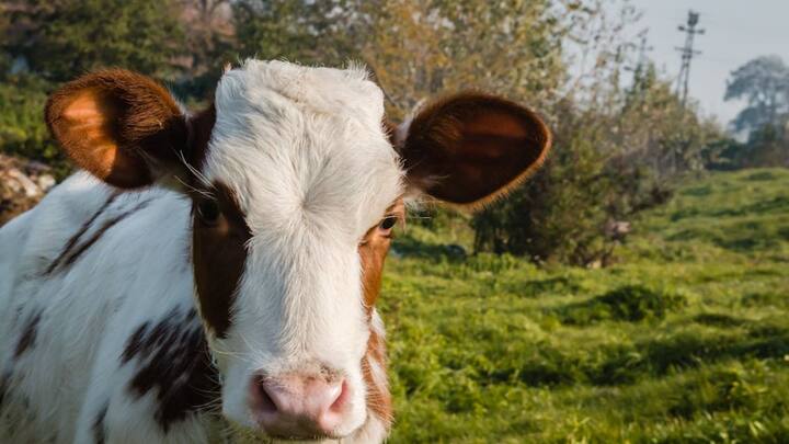 अमेरिका में मवेशियों को प्रोटीन के लिए घोड़े और सुअर का खून, चर्बी बढ़ाने के लिए मांसपेशियों के अंग तक को खिलाया जाता है. वहीं सस्ते चारे के रूप में मुर्गी का कचरा, गिरा हुआ चारा, उनके पंख और बीट को भी गायों को खिलाया जाता है.