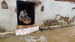 महोबा के सिजहरी गांव में बारिश से हाल-बेहाल, जनजीवन अस्त-व्यस्त, मवेशी डूबे और अनाज बर्बाद