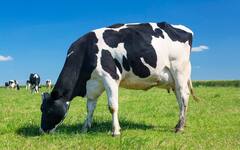 શું ગાયને માંસ ખવડાવવાથી વધુ દૂધ આપે છે? જાણો અમેરિકામાં શા માટે અપાય છે આવા વિચિત્ર પશુ આહાર!