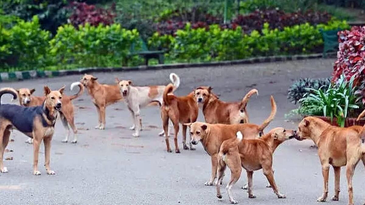 தெரு நாய்கள் கருணைக் கொலைக்கு அரசு அனுமதி! அதிர்ச்சி தரும் காரணம்