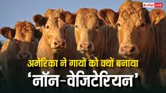 क्या मांस खिलाने से ज्यादा दूध देती हैं गाय? जानें अमेरिका में ऐसा क्यों किया जाता है