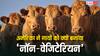 क्या मांस खिलाने से ज्यादा दूध देती हैं गाय? जानें अमेरिका में ऐसा क्यों किया जाता है
