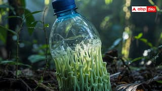 Plastic eating fungus: ప్లాస్టిక్ తినేసే ఫంగస్ - జర్మనీ శాస్త్రవేత్తల సంచలన సృష్టి - పర్యావరణానికి భరోసా వచ్చినట్లేనా ?