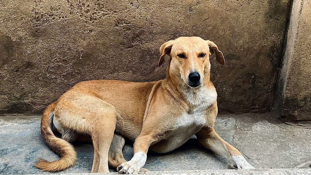 Noida Man Cuts Neighbour's Nose For Scolding His Dog, 2 Arrested Noida Man Cuts Neighbour's Nose For Scolding His Dog, 2 Arrested