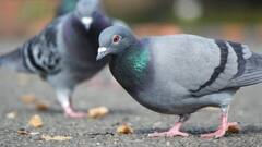 పావురం కూత ఇంట్లో వినిపించడం శుభమా అశుభమా? ఇంట్లోకి పావురం రావొచ్చా - గూడు కట్టుకోవచ్చా?