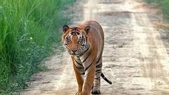 पीलीभीत में बाघ का आतंक, दो महीने में सात लोगों को बनाया शिकार, इलाके में हड़कंप