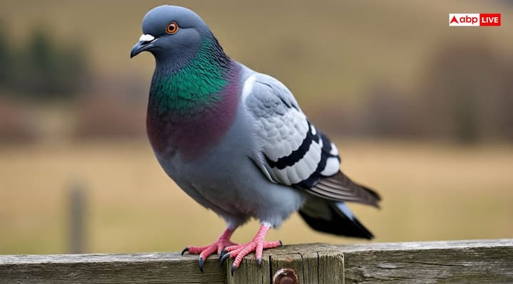 हिंदू धर्म में आमतौर पर कबूतर को प्रेम व सौदर्य की देवी और कामदेव की पत्नी रति का वाहन माना जाता है. तो वहीं कुछ मान्यताओ में अमरनाथ गुफा के संदर्भ में कबूतरों को शिव-पार्वती के प्रतीक के रूप में देखा जाता है. इसके अलावा कबूतर को मां लक्ष्मी के भक्त या सहयोगी के रूप में भी देखा जाता है.