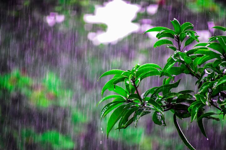 সকালের দিকে আংশিক মেঘলা আকাশ থাকলেও বেলা বাড়ার সঙ্গে সঙ্গে আবহাওয়ার বেশ পরিবর্তন হয়েছে। ঘন কালো মেঘে ঢেকেছে আকাশ। শুরু হয়েছে বৃষ্টি। বইছে ঠান্ডা এবং ঝোড়ো হাওয়াও।