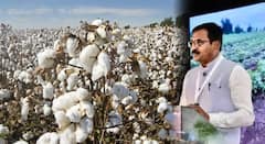 पंजाबपासून तेलंगणापर्यंत देशातील 9 राज्यांत 'अकोला पॅटर्न' ठरतोय कापूस धोरणाचा पाया; सघन कापूस लागवड पद्धत नेमकी काय?