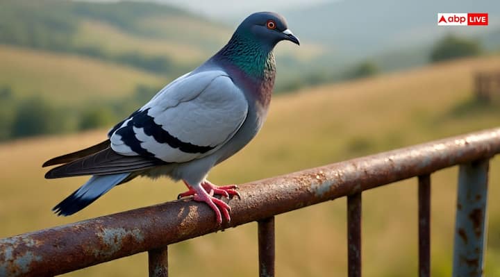 सुबह के समय या पहले प्रहर में कबूतर की गुटर गूं शुभ होती है. लेकिन दिन के चौथे प्रहर में कबूतर का गुटर गूं करना अच्छा नहीं माना जाता है. यह अशुभता या किसी काम में हानि का संकेत हो सकता है.