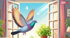 Pigeon Cooing Sign: कबूतर की गुटर गूं क्या संकेत देती है, ये शुभ है या अशुभ
