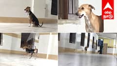 விழுப்புரம் அரசு மருத்துவமனையில் அதிர்ச்சி! அவசர சிகிச்சைப் பிரிவில் நாய்கள் உலா! நோயாளிகள் அச்சம்!