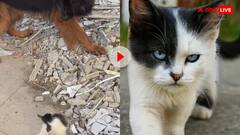 छोटा पैकेट, बड़ा धमाका! सड़क पर बिल्ले के बच्चे ने कुत्ते से भिड़कर मचाया बवाल- वीडियो वायरल