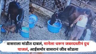 धक्कादायक! वासराला मांडीत दाबलं, मानेला धरून जबरदस्तीनं दुधाच्या भांड्यात घातलं, आईसमोर वासरानं प्राण सोडले, व्हिडीओ व्हायरल