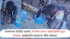 धक्कादायक! वासराला मांडीत दाबलं, मानेला धरून जबरदस्तीनं दुधाच्या भांड्यात घातलं, आईसमोर वासरानं प्राण सोडले, व्हिडीओ व्हायरल