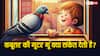 कबूतर की गुटर गूं क्या संकेत देती है, ये शुभ है या अशुभ