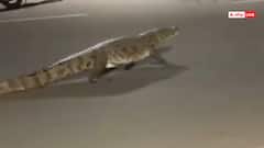 सड़क पर ऐसे चलता दिखा 8 फीट लंबा मगरमच्छ, जैसे कोई इंसान हो टहल रहा हो, वीडियो ने उड़ाए होश