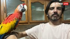 अजब-गजब पाकिस्तान! पत्रकार ने खरीदे तोते तो बैंक अकाउंट कर दिए गए फ्रीज, बेचने वालों को भी मिली सजा
