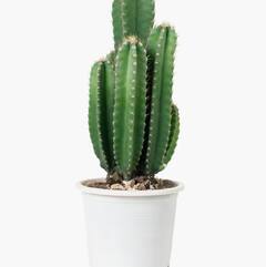 ਇੱਕ ਹੀ ਪੌਦਾ ਦੇ ਕਈ ਫਾਇਦੇ – ਸਰੀਰ ਦੇ ਫੋੜੇ-ਫਿੰਸੀਆਂ ਤੋਂ ਲੈ ਕੇ ਘਰ ਨੂੰ ਬੁਰੀ ਨਜ਼ਰ ਤੋਂ ਬਚਾਏ!