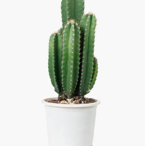 ਚਮੜੀ ਦੀ ਸਹੀ ਸੰਭਾਲ: ਕੈਕਟਸ ਦੇ ਪੱਤਿਆਂ ਵਿਚ ਐਂਟੀਆਕਸੀਡੈਂਟਸ ਅਤੇ ਵਿਟਾਮਿਨ E ਹੁੰਦੇ ਹਨ, ਜੋ ਚਮੜੀ ਨੂੰ ਨਮੀ ਦਿੰਦੇ ਹਨ। ਇਹ ਸੋਜ ਨੂੰ ਘਟਾਉਂਦਾ ਹੈ ਅਤੇ ਫੋੜੇ-ਫਿੰਸੀਆਂ ਤੋਂ ਬਚਾਉਂਦਾ ਹੈ।