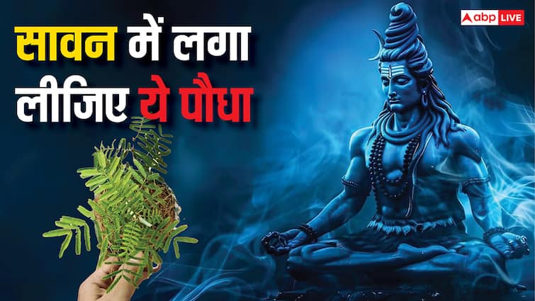 Shani dosh mukti upay planting shami plant in Sawan relief sade sati and dhaiya effects Shani Dosh Mukti Upay: शनि की साढ़ेसाती या ढैय्या से हैं पीड़ित तो 9 अगस्त से पहले लगा लीजिए ये एक पौधा