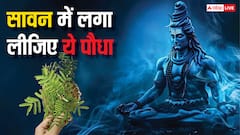 शनि की साढ़ेसाती या ढैय्या से हैं पीड़ित तो 9 अगस्त से पहले लगा लीजिए ये एक पौधा