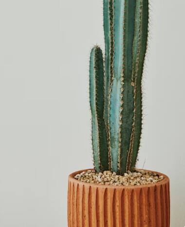 ਡਾਈਜੈਸ਼ਨ ਲਈ ਲਾਭਕਾਰੀ: ਕੈਕਟਸ ਵਿਚ ਫਾਈਬਰ ਹੁੰਦਾ ਹੈ ਜੋ ਪਾਚਣ ਤੰਤਰ ਨੂੰ ਤੰਦਰੁਸਤ ਰੱਖਦਾ ਹੈ। ਇਹ ਕਬਜ਼ ਨੂੰ ਦੂਰ ਕਰਦਾ ਹੈ ਅਤੇ ਅੰਤੜੀਆਂ ਦੀ ਸਫਾਈ ਕਰਦਾ ਹੈ।