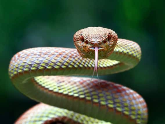 ਇੱਕ ਵਾਰ ਕੱਟਣ ‘ਤੇ ਕਿੰਨਾ ਜ਼ਹਿਰ ਛੱਡਦਾ ਸੱਪ?