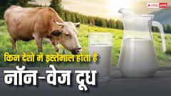 क्या दूध भी नॉन-वेज होता है? कितने देशों में पिया जाता है ऐसा Milk और कितना है अलग?