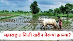 मराठवाड्यात 104% सोयाबीन पेरण्या पूर्ण, राज्यभरात किती खरीप पेरण्या झाल्या? पीक पेरणी अहवाल सांगतो...