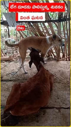 లేగ దూడకు పాలిస్తున్న శునకం..వింత ఘటన