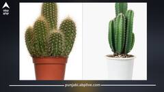 ਇੱਕ ਹੀ ਪੌਦਾ ਦੇ ਕਈ ਫਾਇਦੇ – ਸਰੀਰ ਦੇ ਫੋੜੇ-ਫਿੰਸੀਆਂ ਤੋਂ ਲੈ ਕੇ ਘਰ ਨੂੰ ਬੁਰੀ ਨਜ਼ਰ ਤੋਂ ਬਚਾਏ!