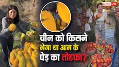 भारत के किस प्रधानमंत्री ने चीन को आम के पेड़ किए थे गिफ्ट? जिसके दम पर पैदावार में दे रहा टक्कर