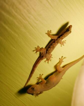 ਕਿਰਲੀ ਦੇ ਗੁਪਤ ਅੰਗਾਂ ਦੀ ਤਸਕਰੀ, ਤਾਂਤਰਿਕਾਂ ਨੂੰ ਇੰਝ ਵੇਚੇ ਜਾਂਦੇ ਸੀ ਪ੍ਰਾਈਵੇਟ ਪਾਰਟ..