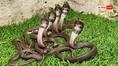 राजस्थान: उदयपुर में होटल गार्डन से मिले फन उठाए 19 कोबरा सांप, देखने वालों की सिट्टी पिट्टी गुम